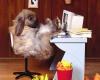 lapin