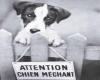 chien méchant