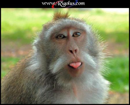 singe