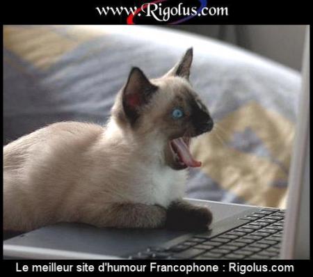 meilleur site