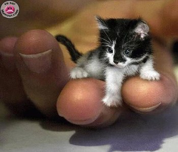 chat