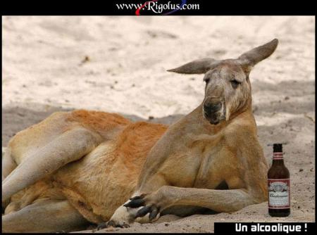 alcoolo