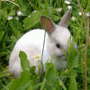 lapin