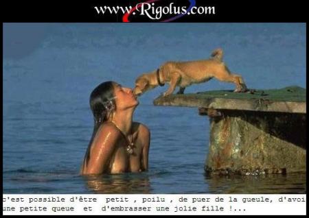 chien