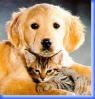Chien&chat