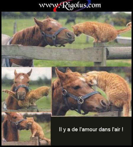 Amour