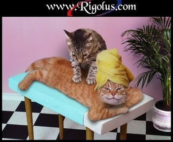 chat