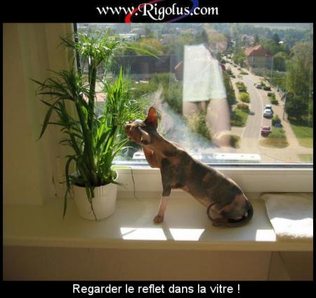 le reflet