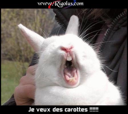 g v d carottes