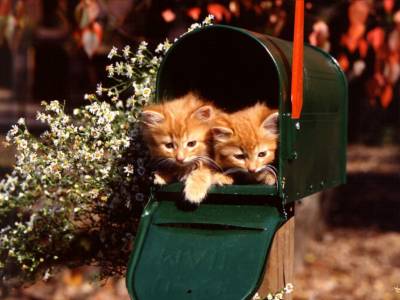 Chats