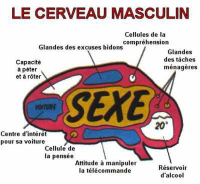 cerveau masculin