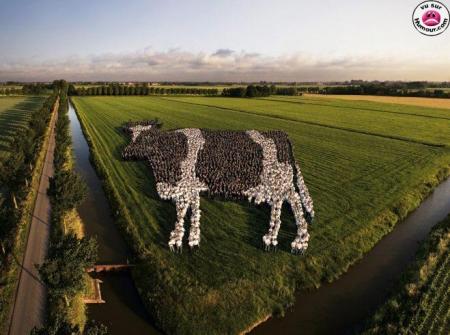 vache