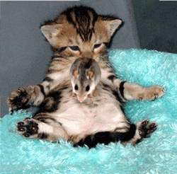Chat-souris